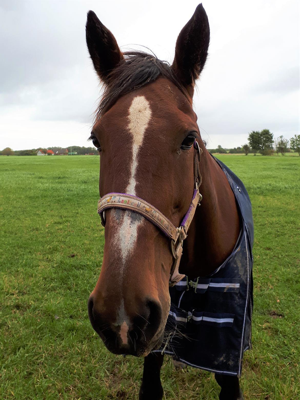 Traver Joy Game billede 3