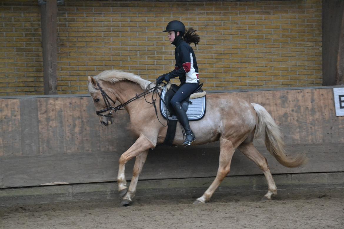 Welsh Partbred (Sec F) Aastrupsgaards Lukas billede 7