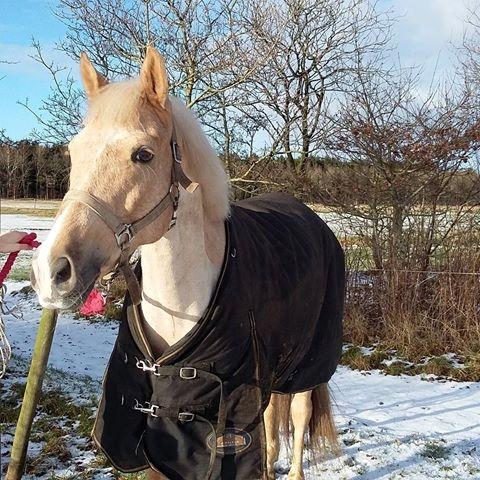 Welsh Partbred (Sec F) Aastrupsgaards Lukas billede 12