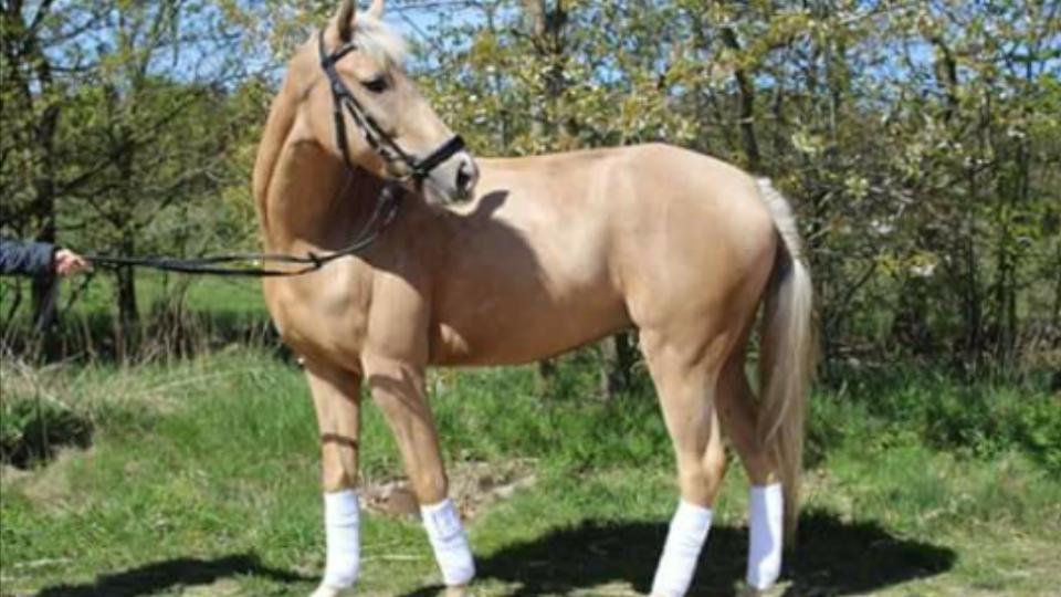 Welsh Partbred (Sec F) Aastrupsgaards Lukas billede 13