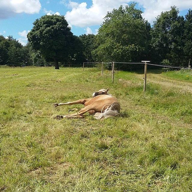 Welsh Partbred (Sec F) Aastrupsgaards Lukas billede 17