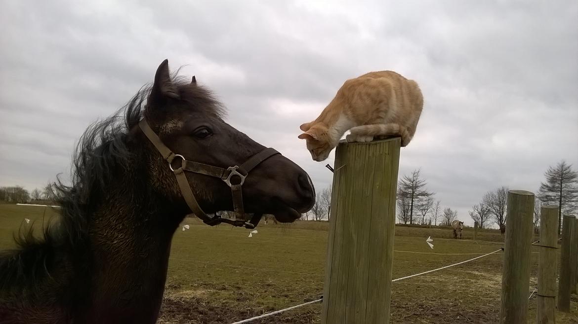 Morgan Edelhof's Sgt. Pepper - Nero og katten Pelle E. billede 7