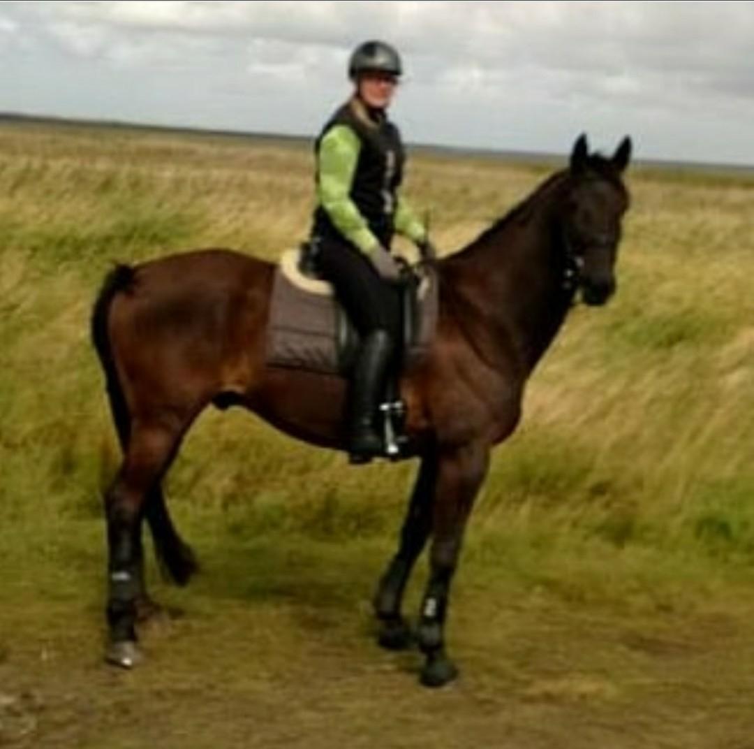 Trakehner Dalano billede 12