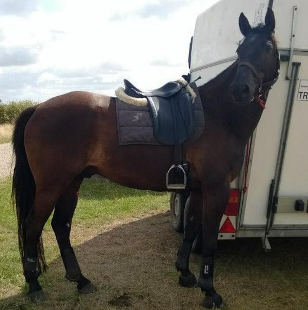 Trakehner Dalano billede 13