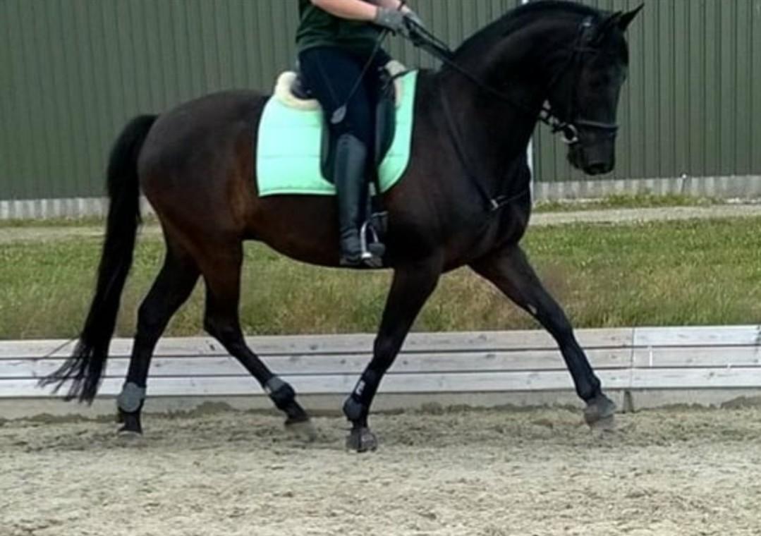 Trakehner Dalano billede 14