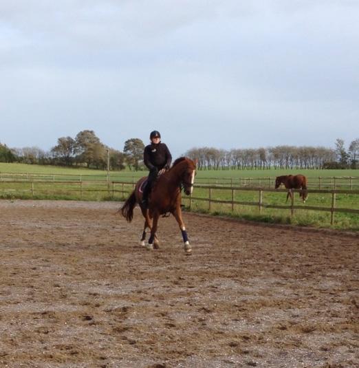 Dansk Varmblod Mirac Bomø billede 11