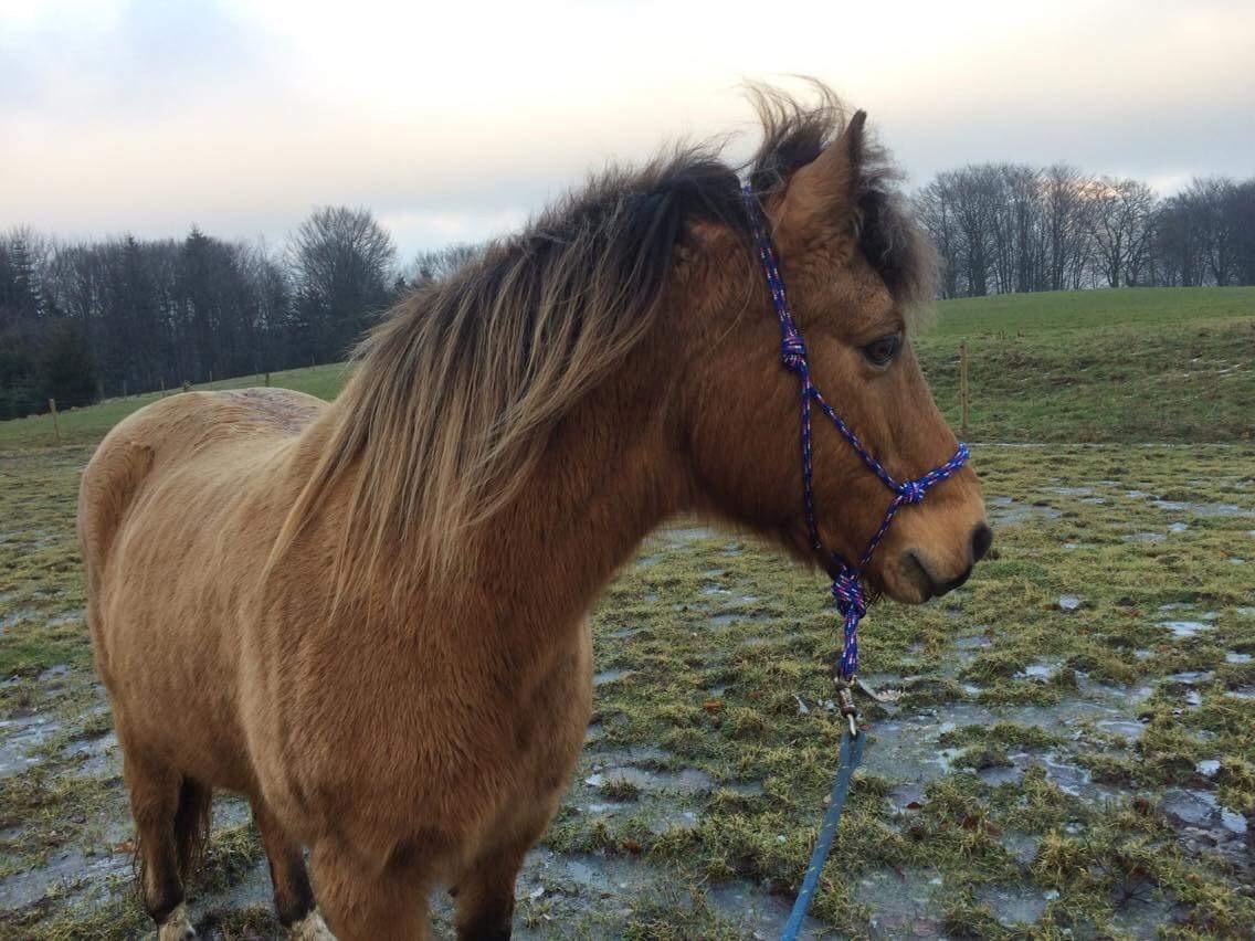 Anden særlig race Samson - Samme i rebgrime billede 2