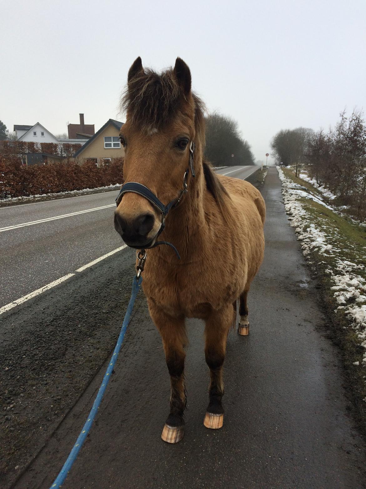 Anden særlig race Samson - På tur i trafikken :) billede 3