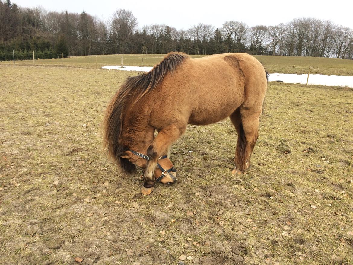 Anden særlig race Samson - Hans nyeste trick "neje"  billede 4