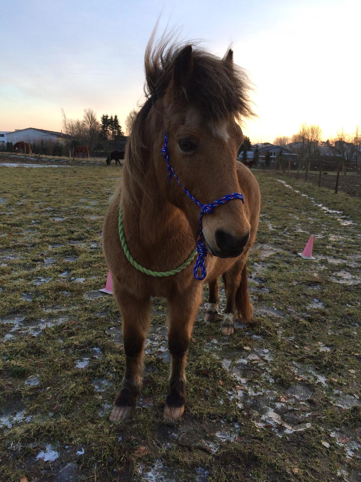 Anden særlig race Samson - Cordeotræning billede 5