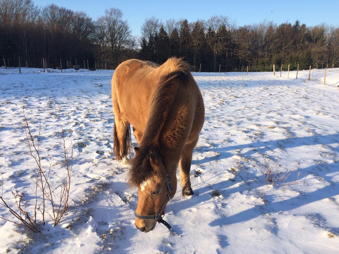 Anden særlig race Samson - Sneeee :D billede 6