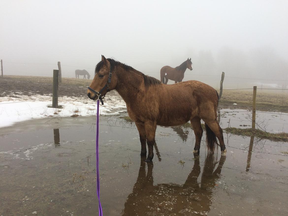 Anden særlig race Samson - Banen var oversvømmet, så det udnyttede vi og trænede vandtræning :) billede 8
