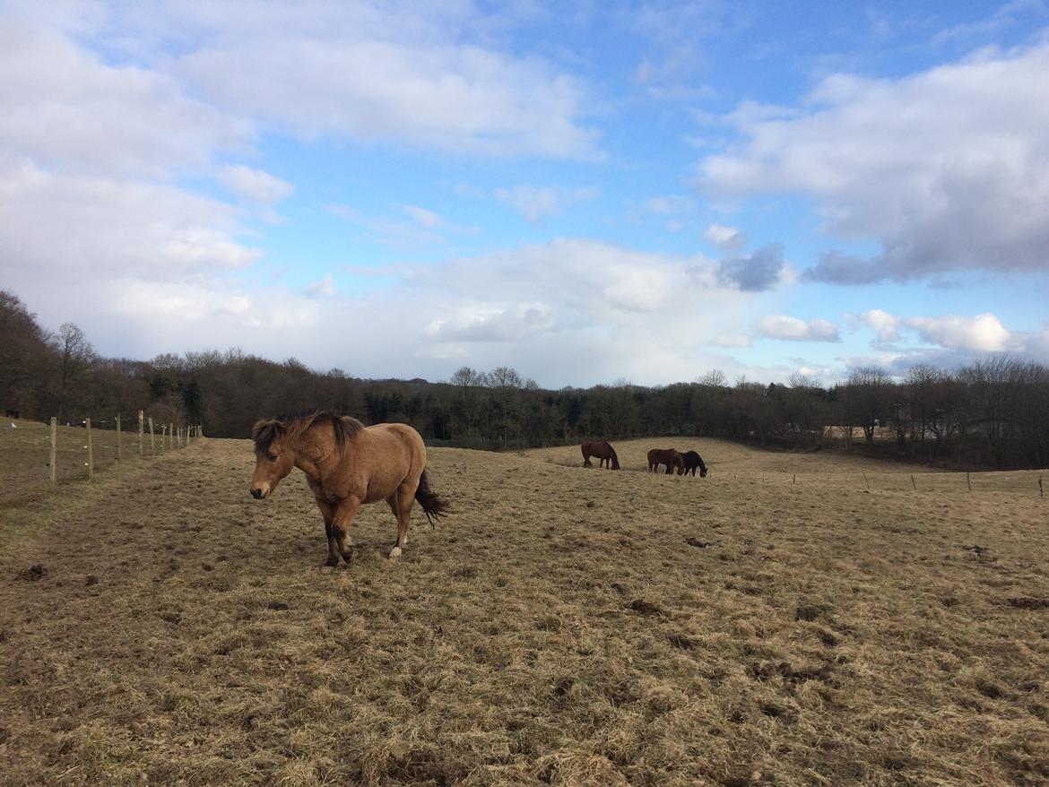 Anden særlig race Samson - På folden :) billede 9