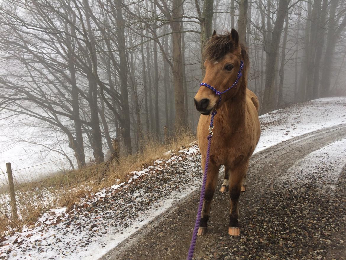 Anden særlig race Samson - En tur i tåget vejr. billede 10