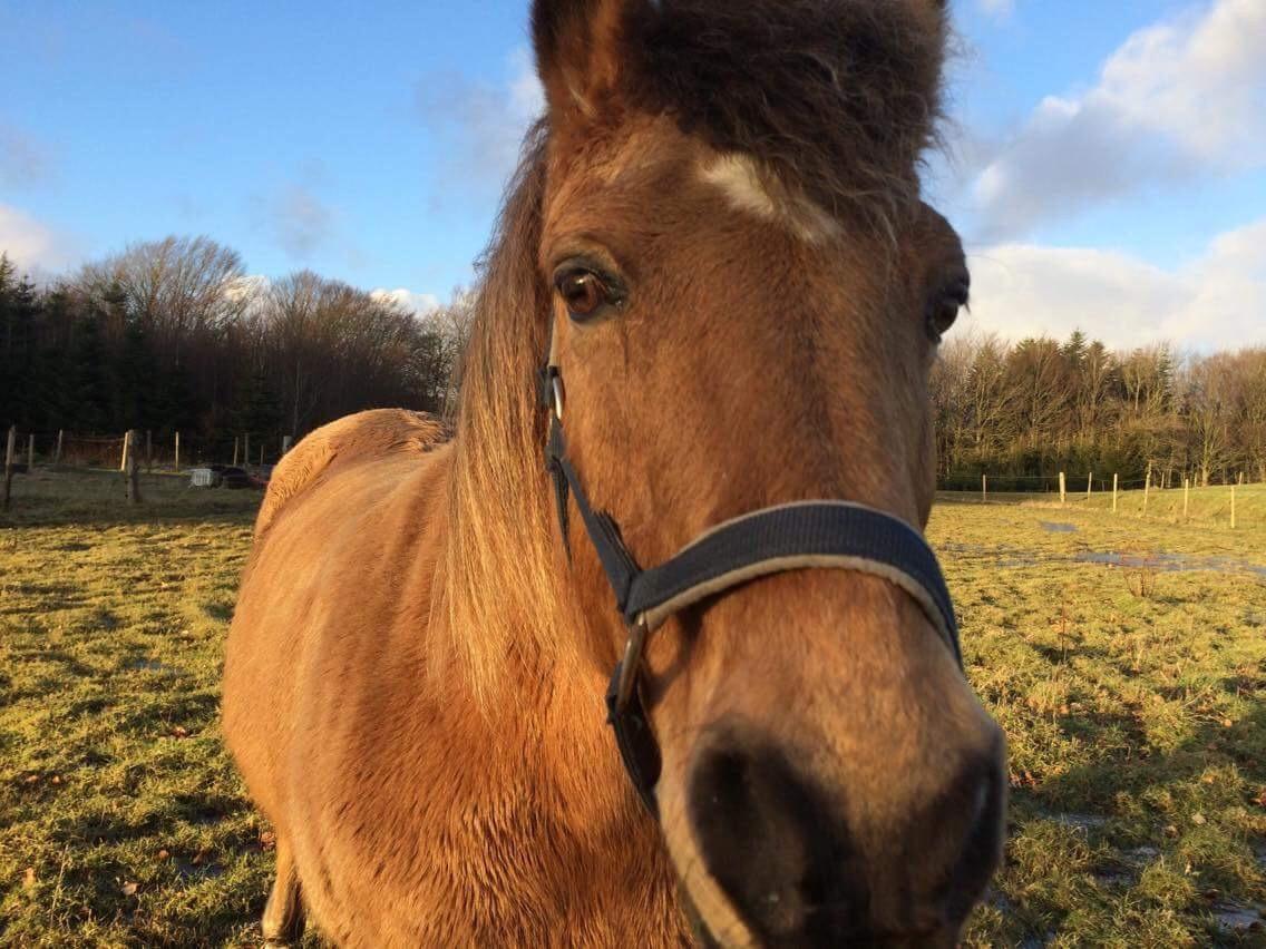 Anden særlig race Samson - "Har du godbidder?" :D billede 11
