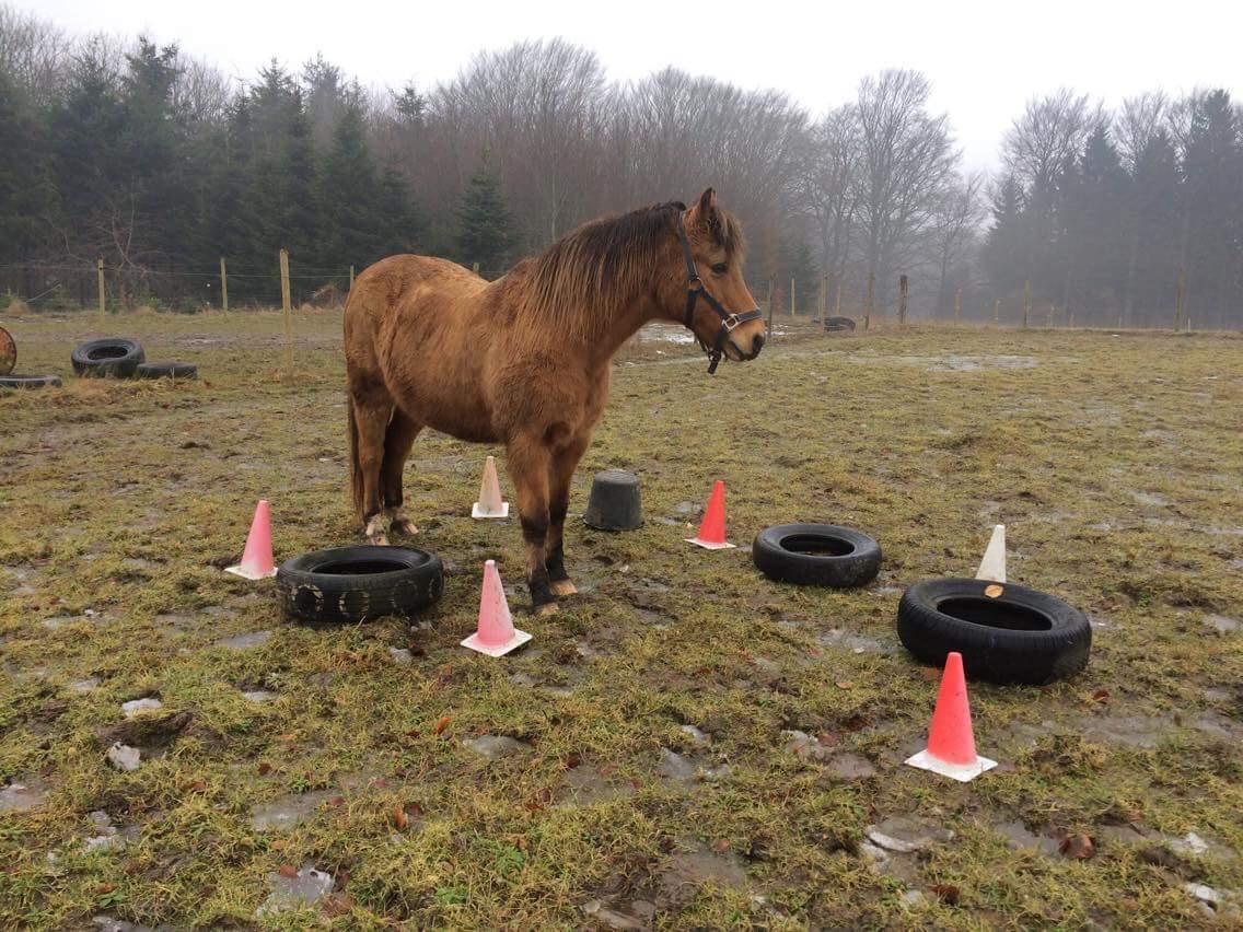Anden særlig race Samson - Miljøtræning på banen billede 12