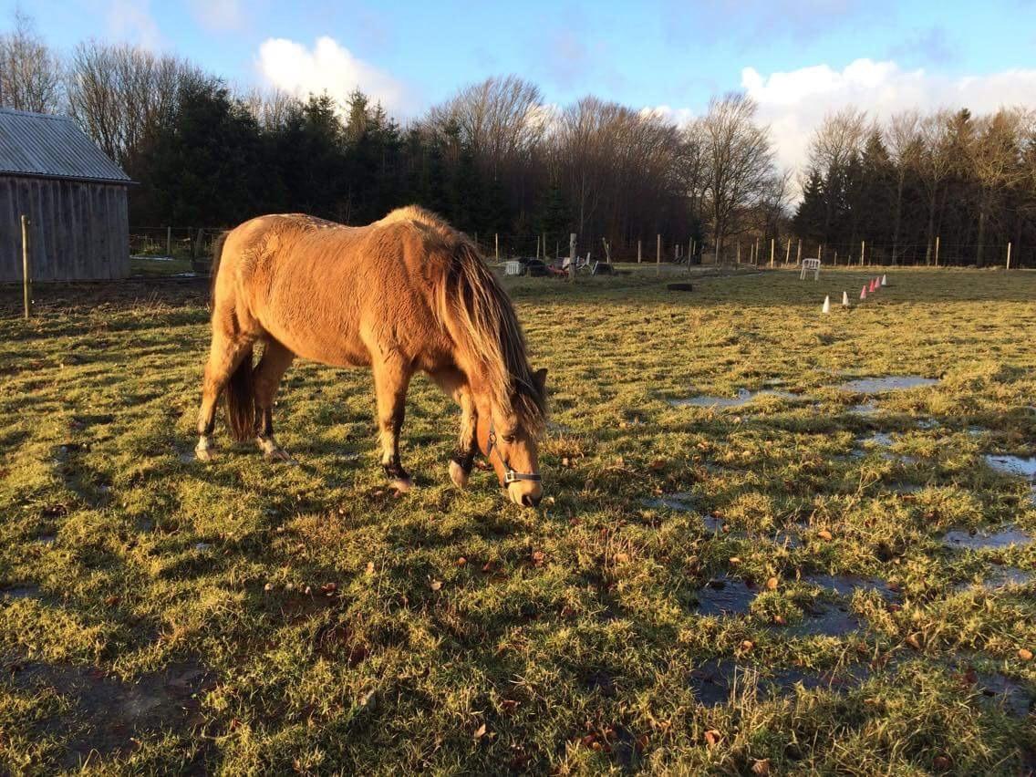 Anden særlig race Samson - Smuk eftermiddag i solskinnet :) billede 14