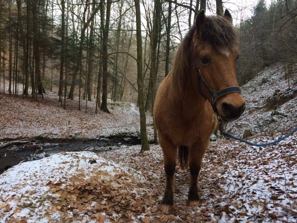 Anden særlig race Samson - En tur ved bækken :) billede 15