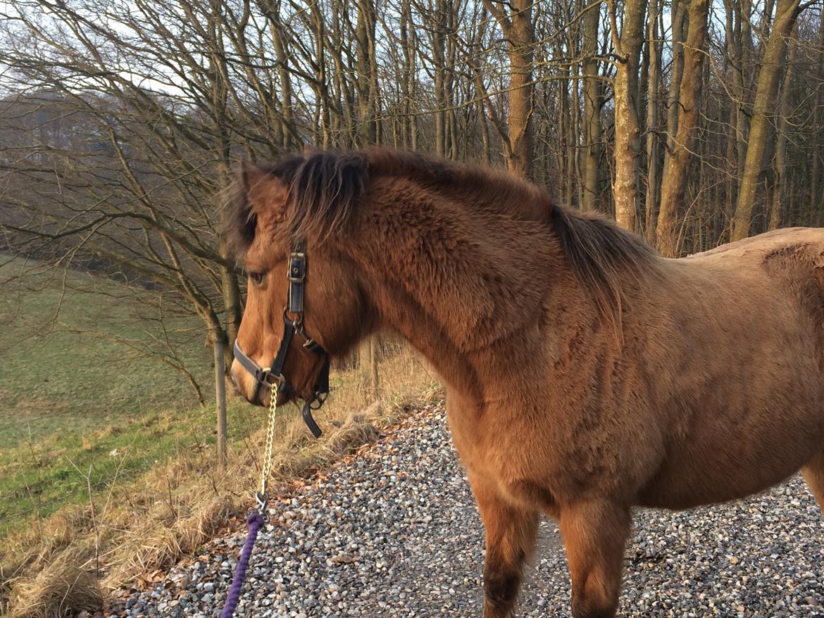 Anden særlig race Samson - Min lille fotomodel :) billede 16