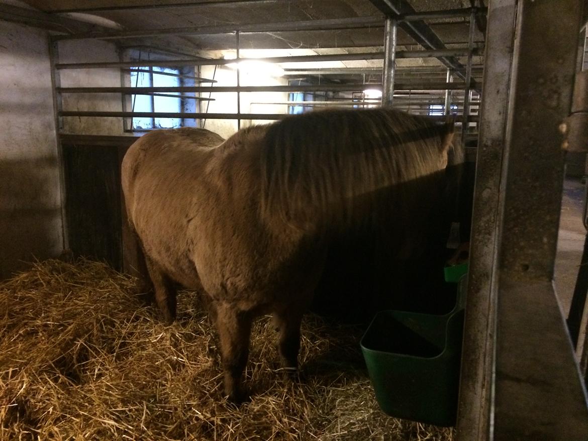 Anden særlig race Samson - I boksen - så er der aftensmad :) billede 18