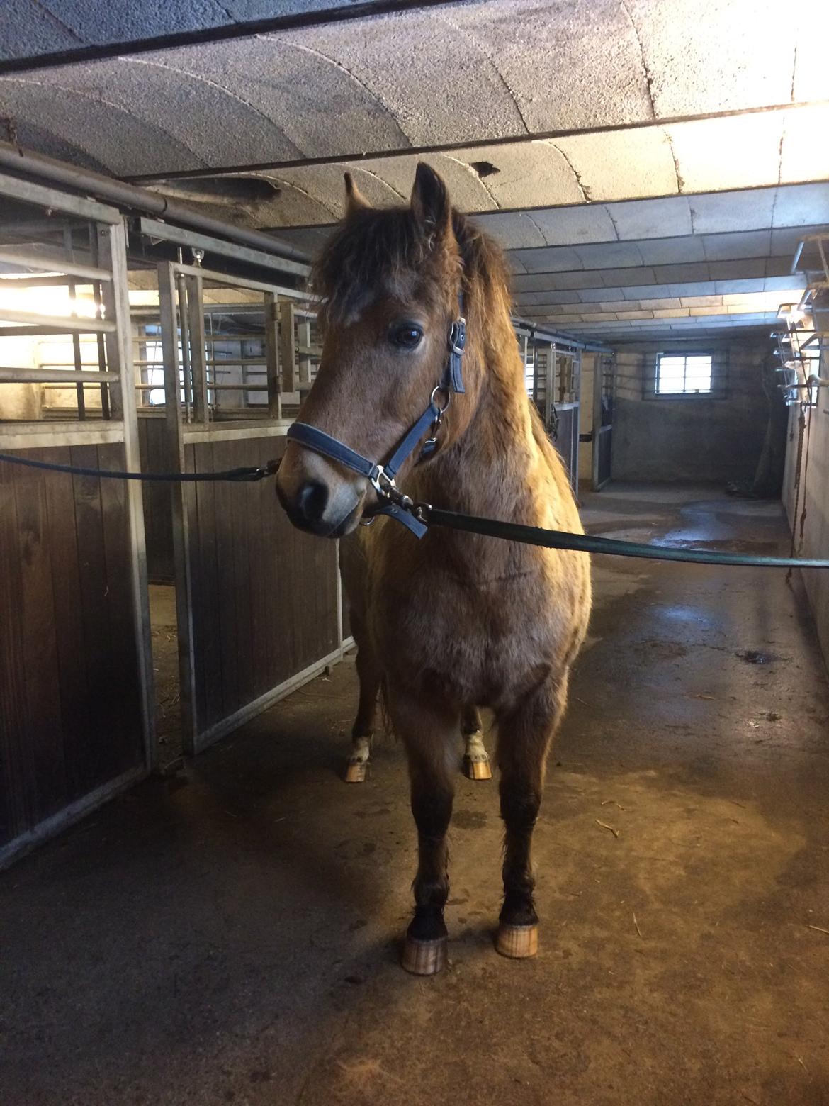 Anden særlig race Samson - På stald. billede 19