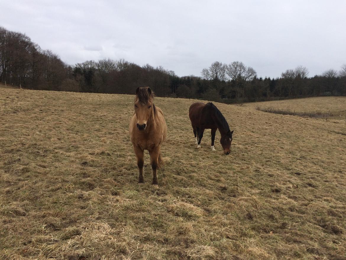 Anden særlig race Samson - Samson & Sunday <3 billede 17