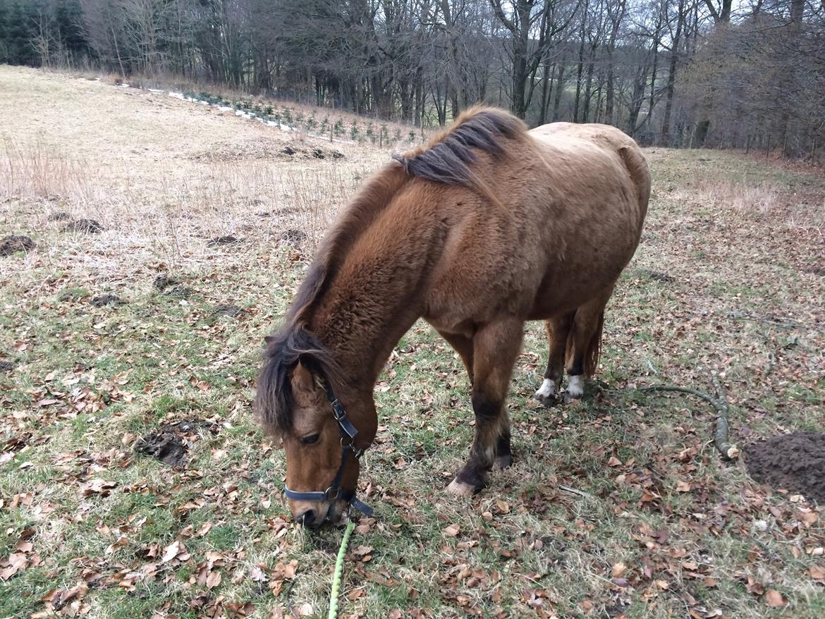 Anden særlig race Samson - På eventyr :D Tak for kigget på Sammes profil :) billede 20