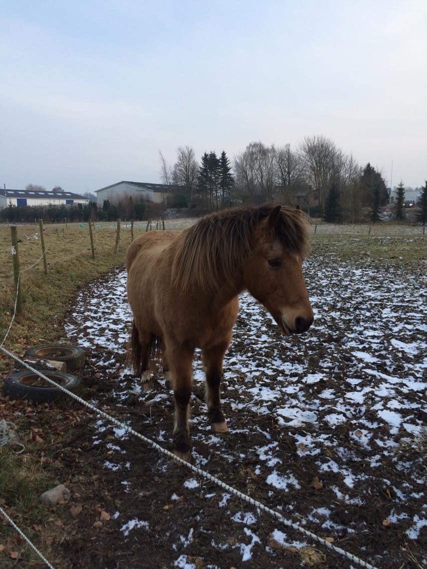 Anden særlig race Samson - En af de første billeder jeg har af ham <3 billede 13