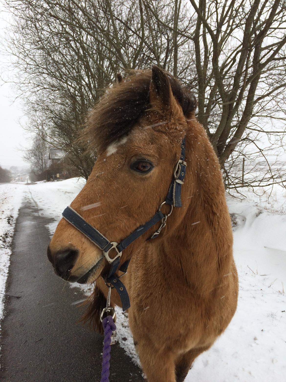 Anden særlig race Samson - Gåtur i snevejret :) billede 7