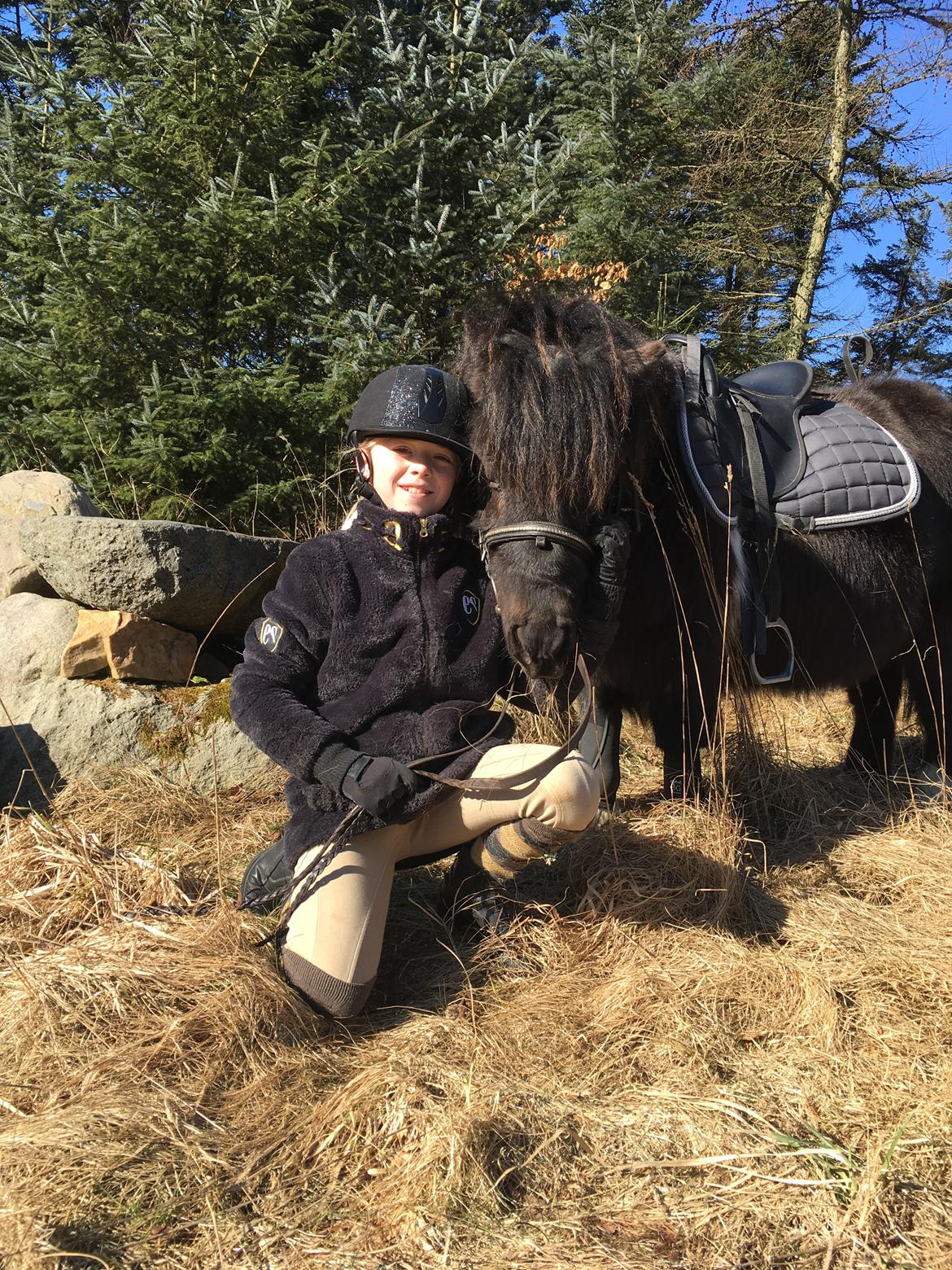 Shetlænder Holger fra Hjortholm billede 5