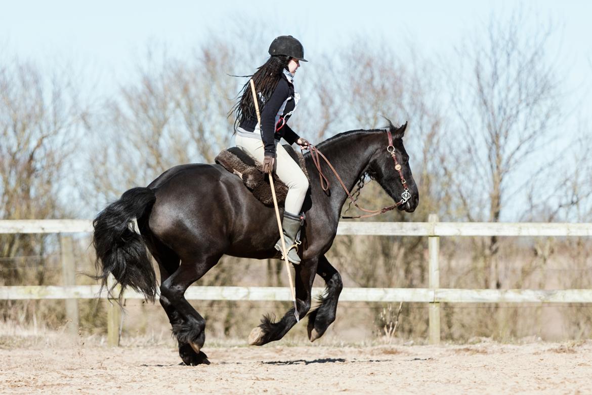 Frieser Migu van Årupgård - 18. marts 2018 ... Spydtræning ... Fotograf: Jeanette Meldgaard Poulsen billede 25