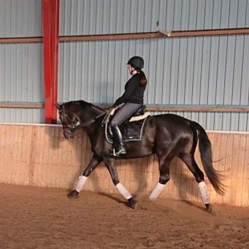 Tysk Varmblod Madita billede 7