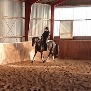 Tysk Varmblod Madita billede 6