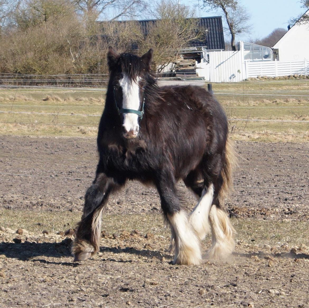 Irish Cob Stald Dalby's Tyrone - Min lækre bullerbasse d. 18-03-18. billede 10