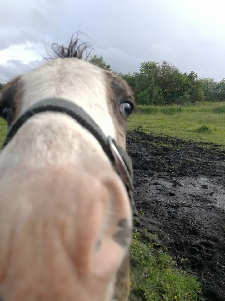 Irish Cob Stald Dalby's Tyrone - Kuk kuk.. Tittebøh!  billede 7