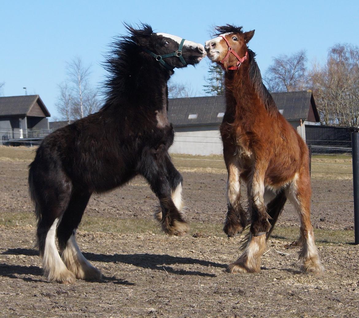 Irish Cob Stald Dalby's Tyrone - Ty og Winzent leger d. 18-03-18. billede 11