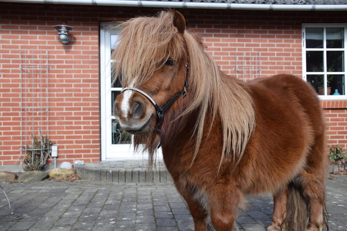 Shetlænder Krabbes kasandra billede 10