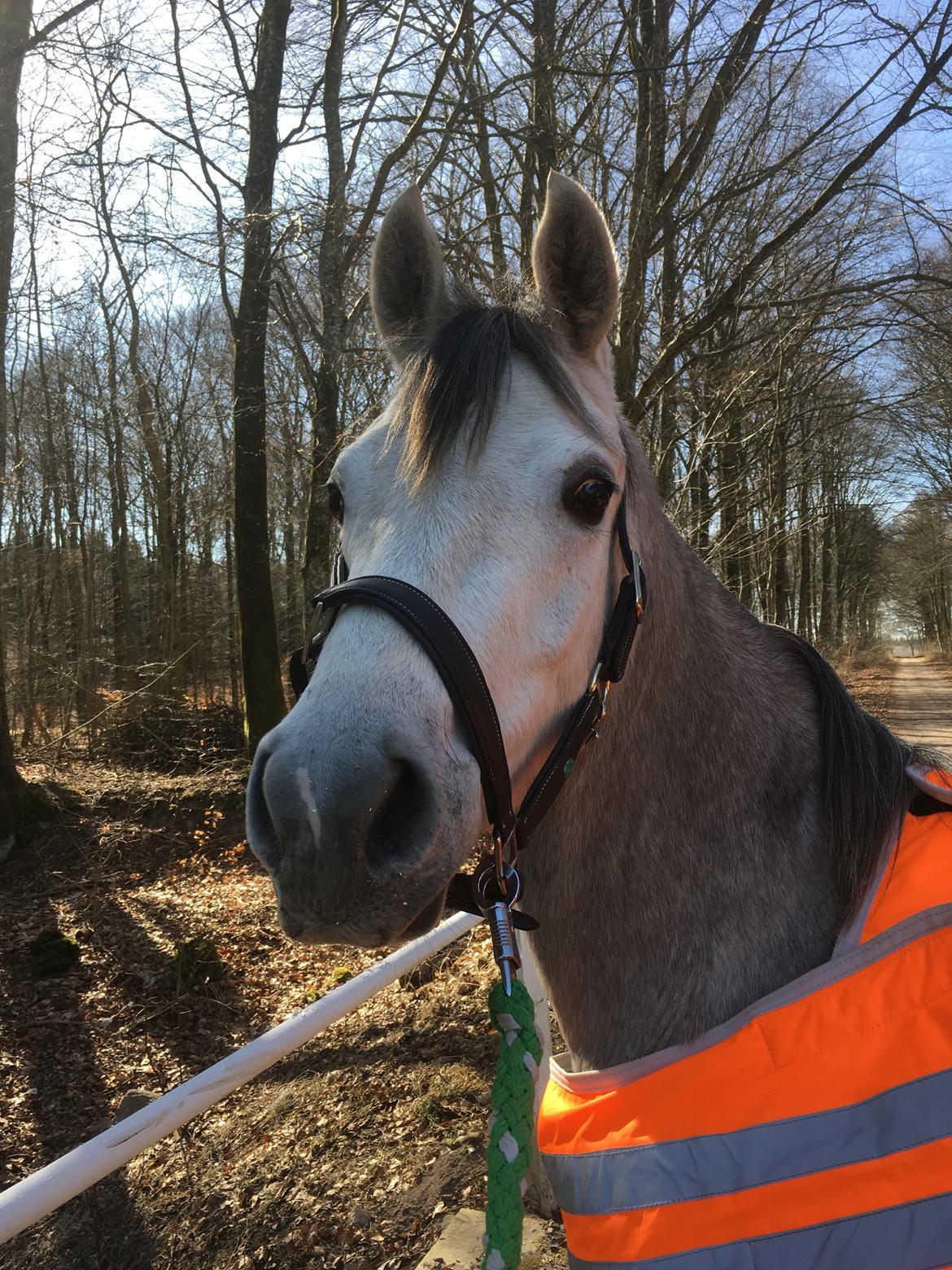 Anden særlig race Suna's Miss Diva - Portræt forfra billede 20