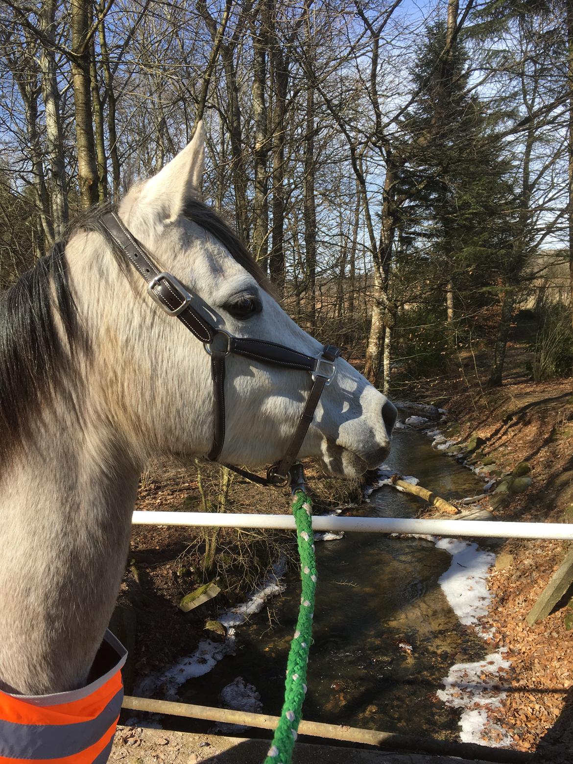 Anden særlig race Suna's Miss Diva - V broen dygtig pige. billede 15