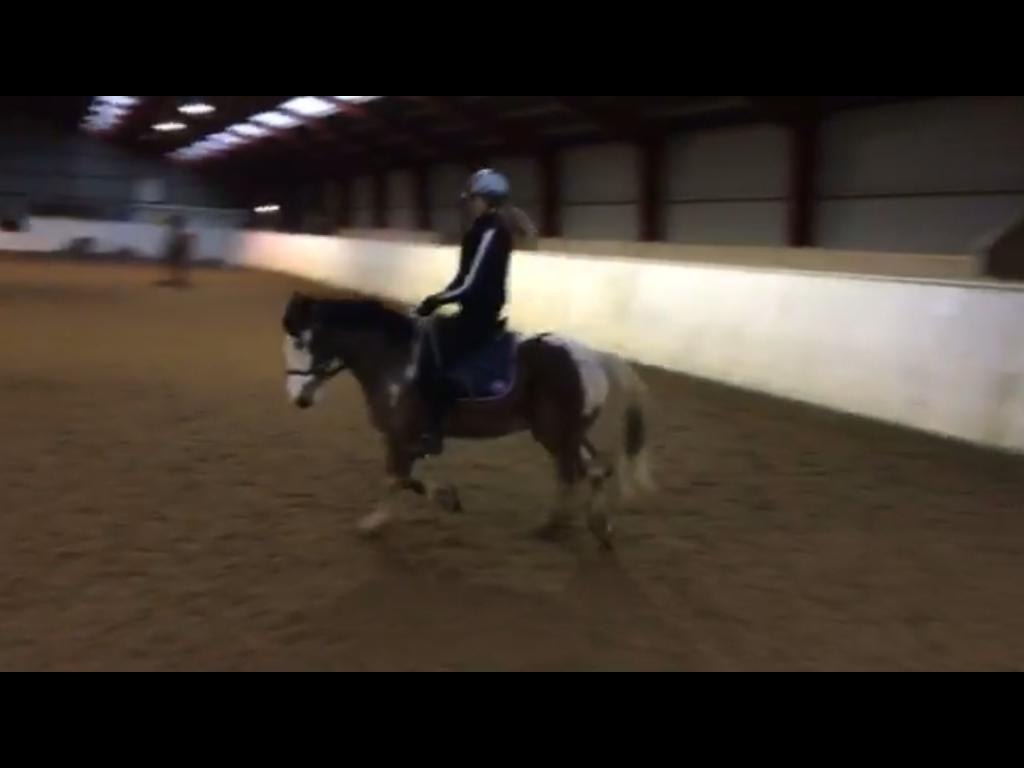 Anden særlig race Aladdin billede 13