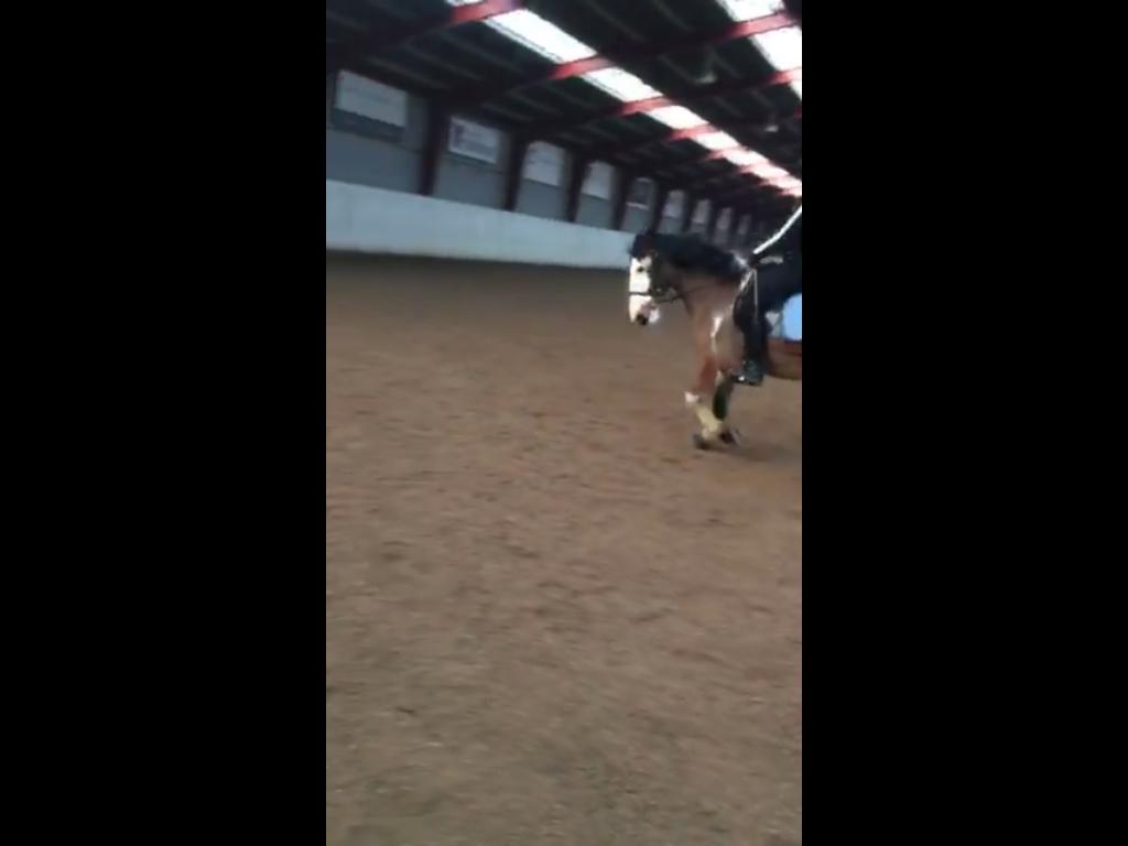 Anden særlig race Aladdin billede 16