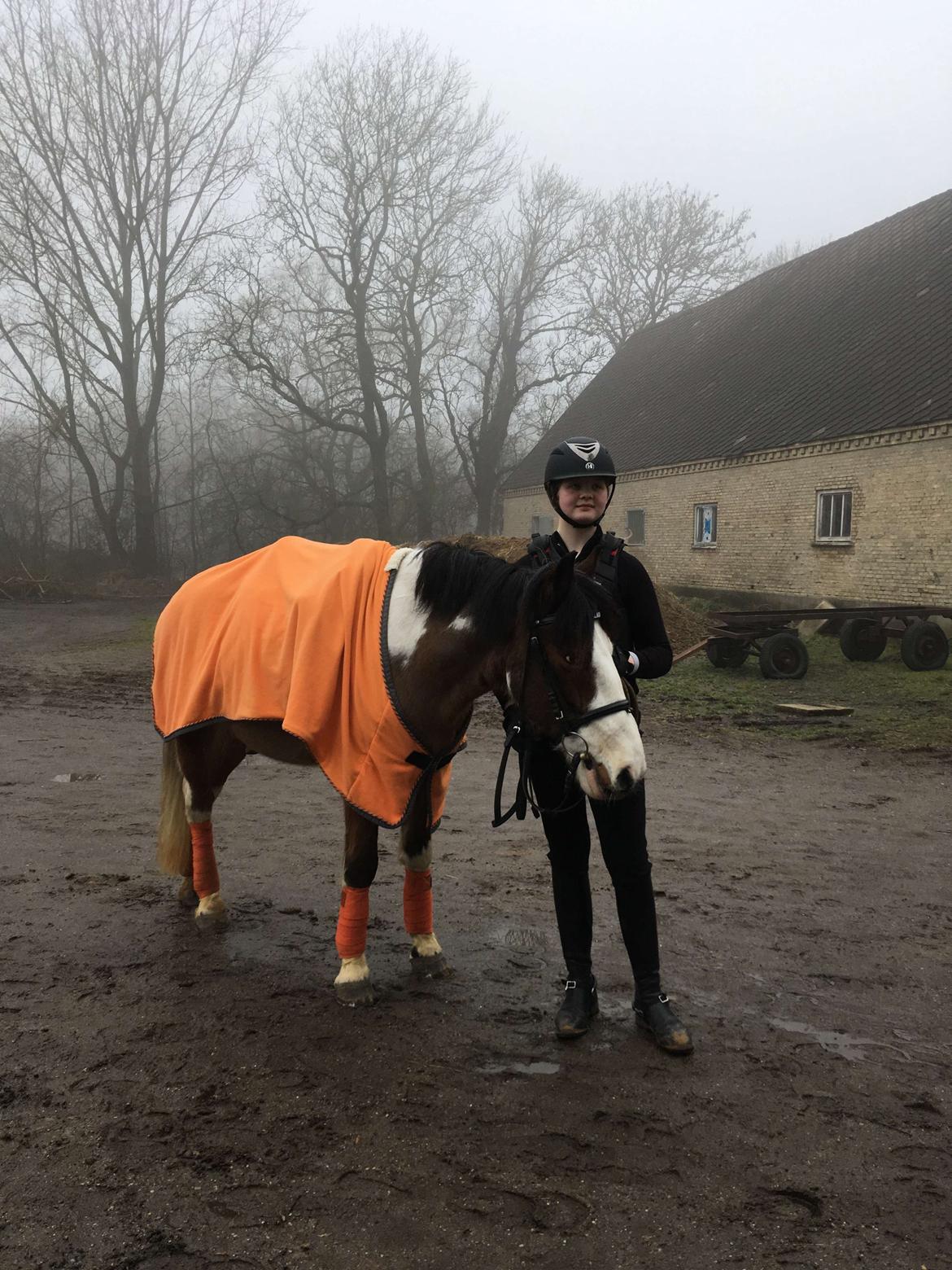 Anden særlig race Aladdin billede 17