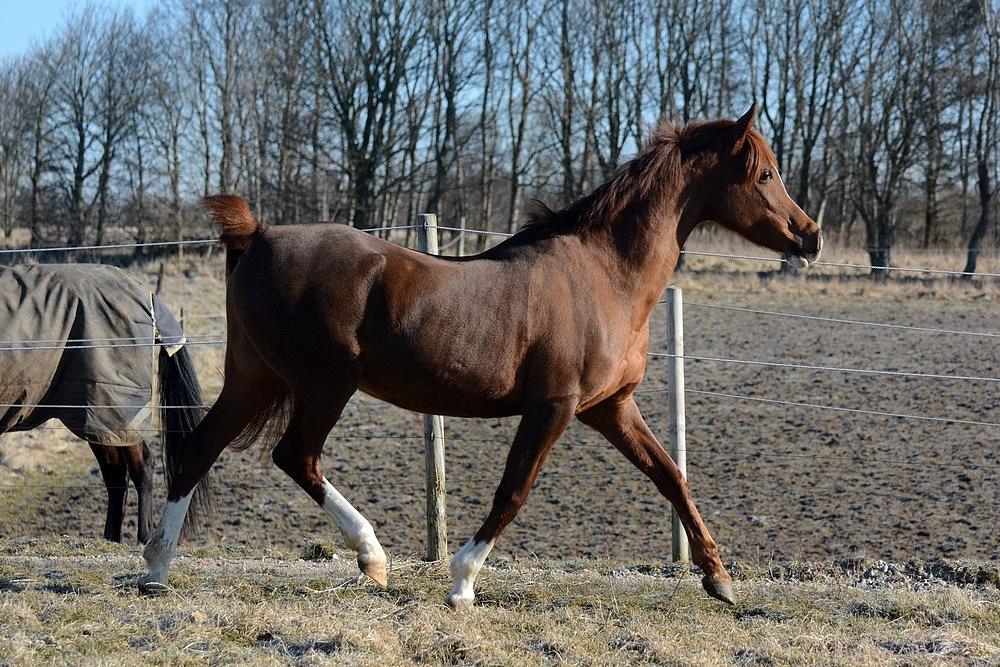 Arabisk fuldblod (OX) Itaya El Shaklan - d. 19 Marts 2018 - Min smukke prinsesse <3 billede 7