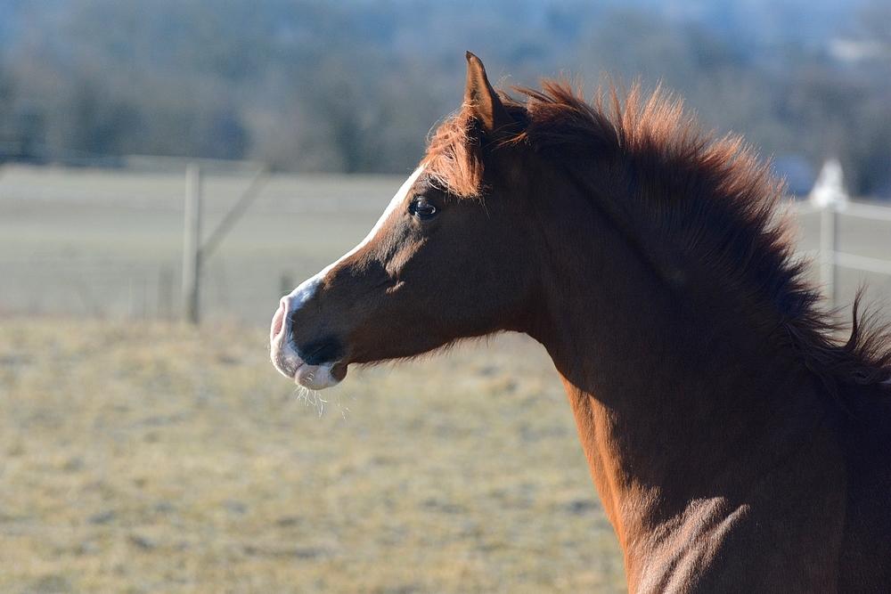 Arabisk fuldblod (OX) Itaya El Shaklan - d. 19 Marts 2018 - Min smukke prinsesse <3 billede 9