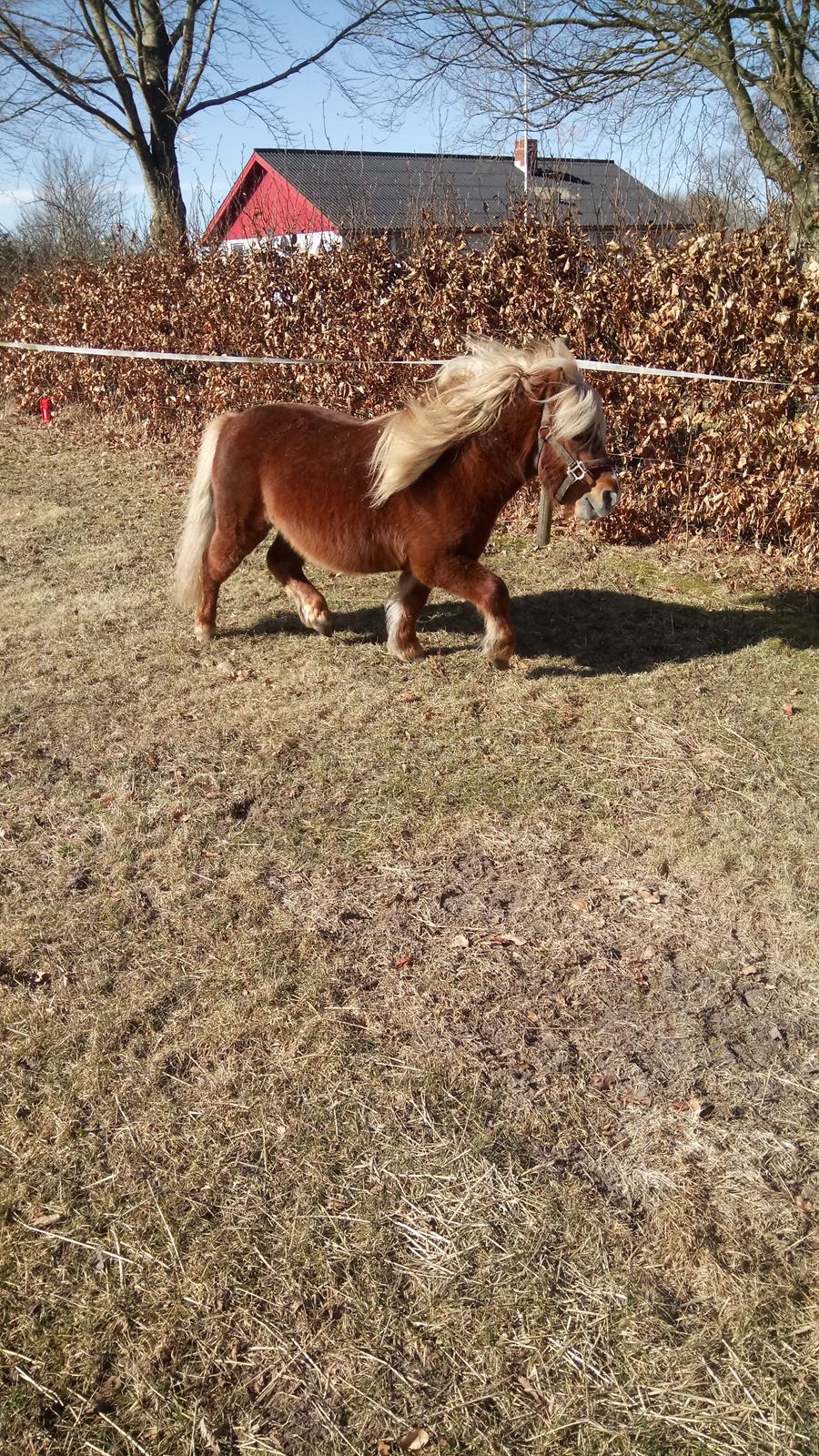 Shetlænder Lukas  himmel hest billede 17