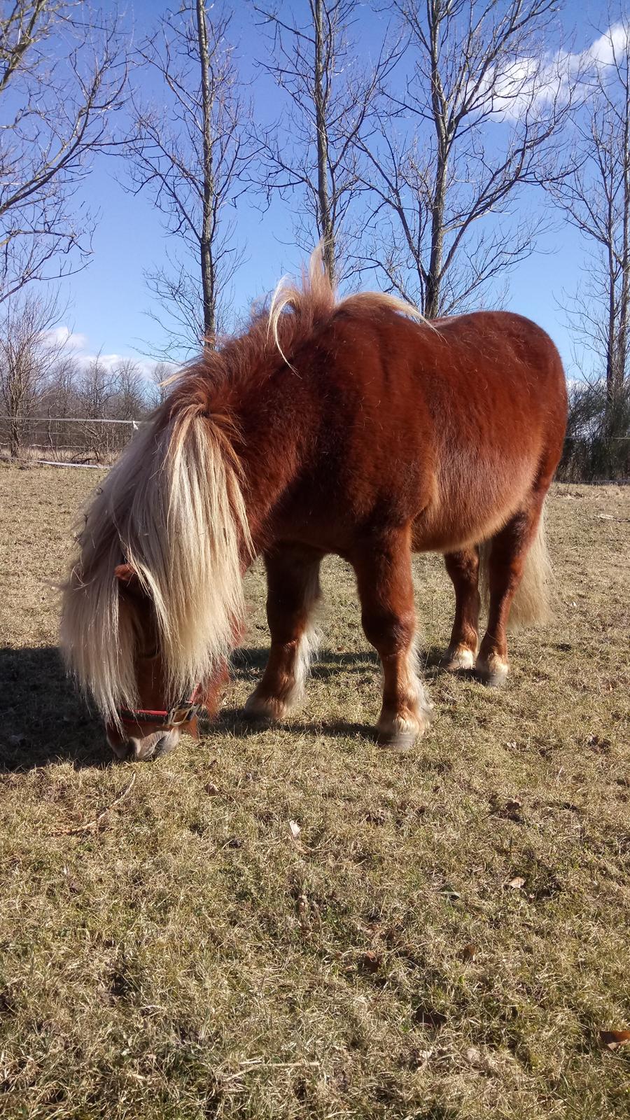 Shetlænder Lukas  himmel hest billede 18