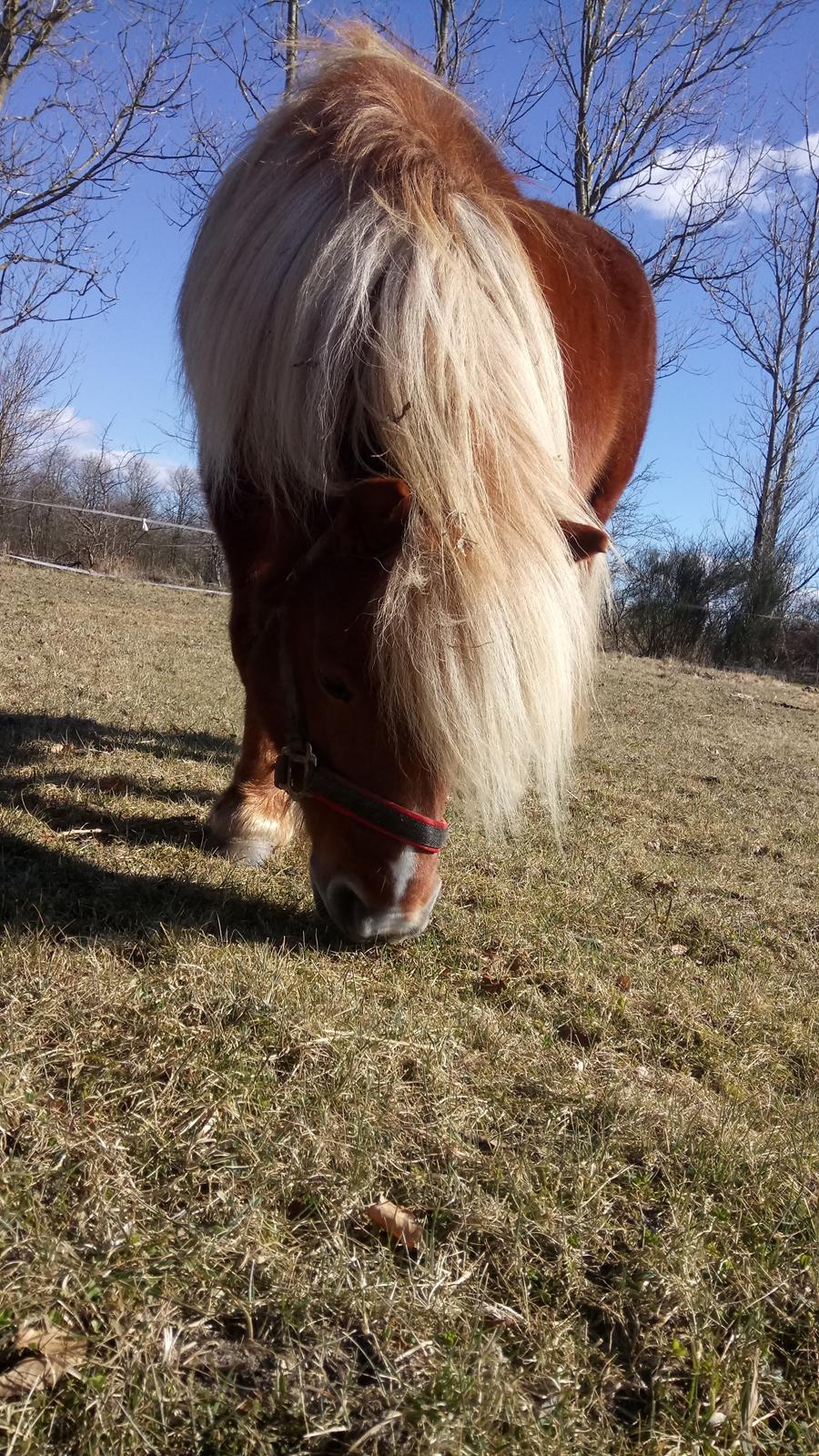Shetlænder Lukas  himmel hest billede 19