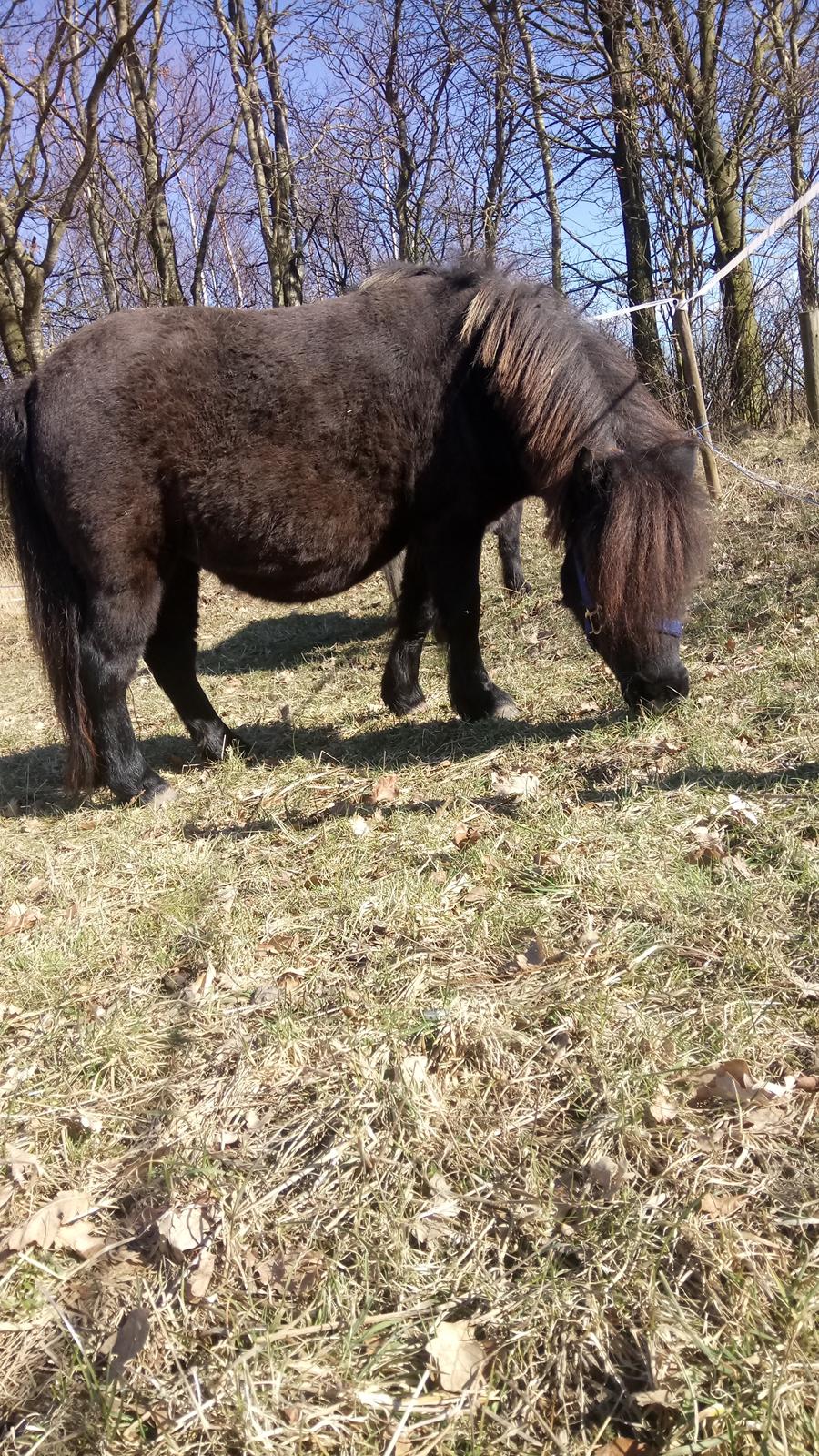 Shetlænder Ida himlen har fået en stjerne mere  billede 18