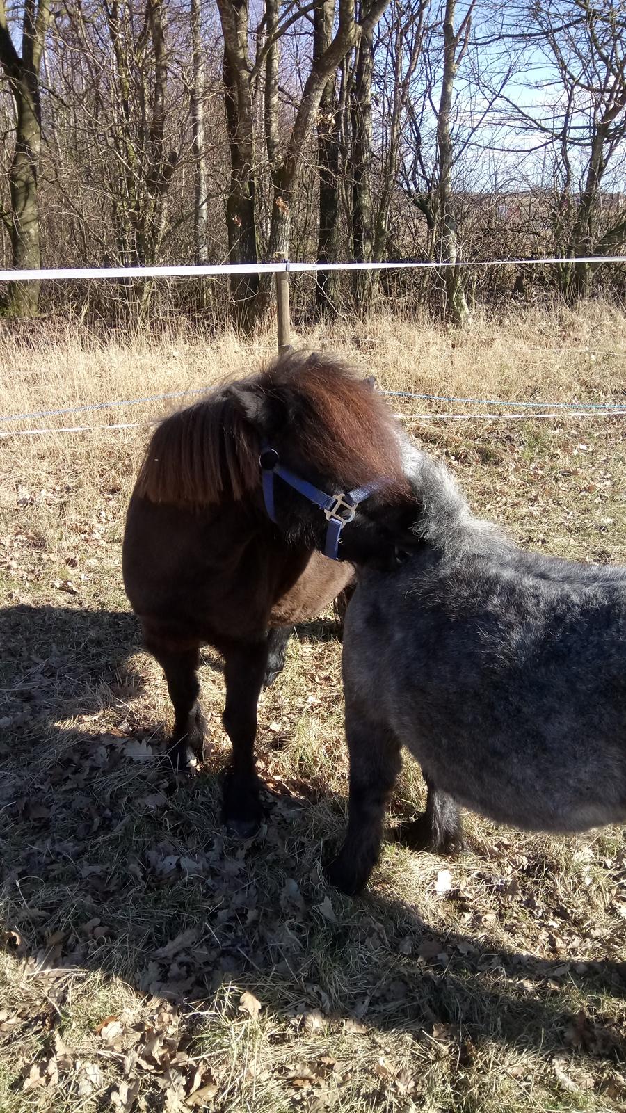 Shetlænder Ida himlen har fået en stjerne mere  billede 19
