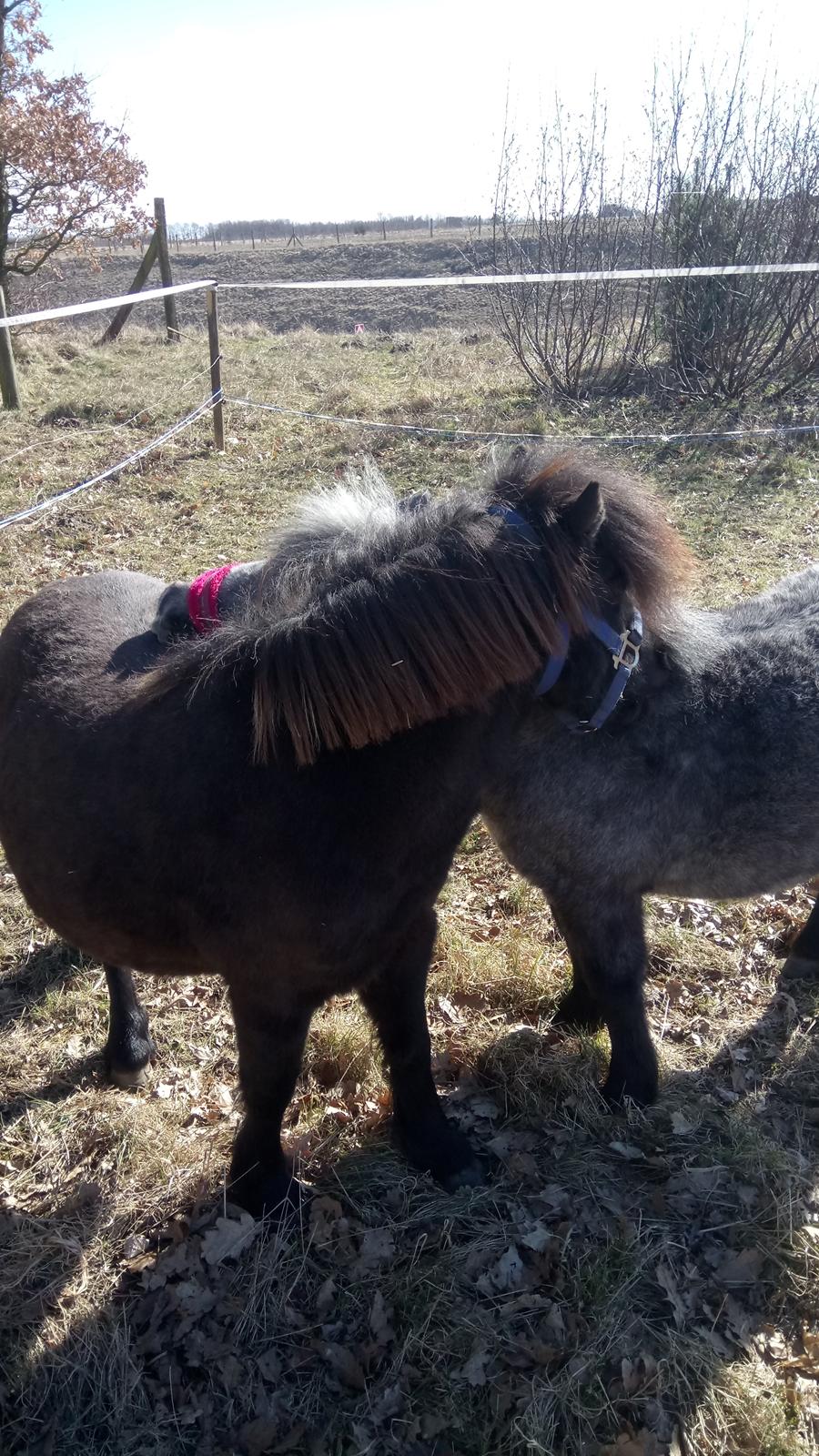 Shetlænder Ida himlen har fået en stjerne mere  billede 20